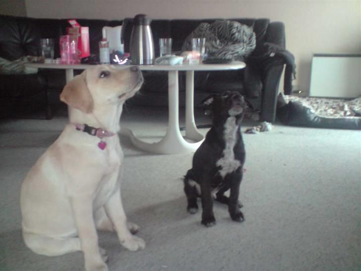 Labrador retriever Zakia - gi mig nu den godbid :) billede 9