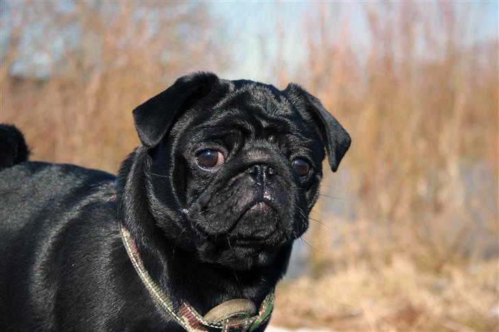 Mops Qupios Keno - Delle 5 ½ mrd. Gammel - Smuk ung hund! billede 19