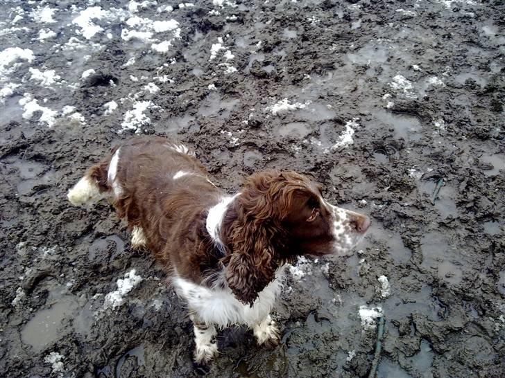 Engelsk springer spaniel darsy billede 11