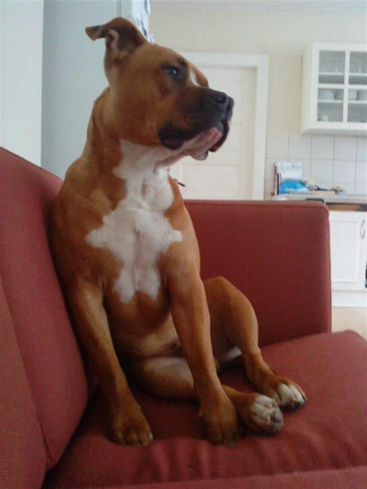 Amerikansk staffordshire terrier Bailey The Little Boss billede 20