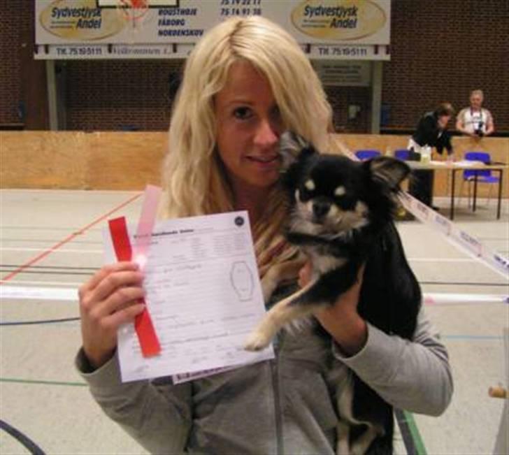 Chihuahua Legolas billede 8