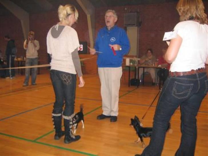 Chihuahua Legolas billede 9