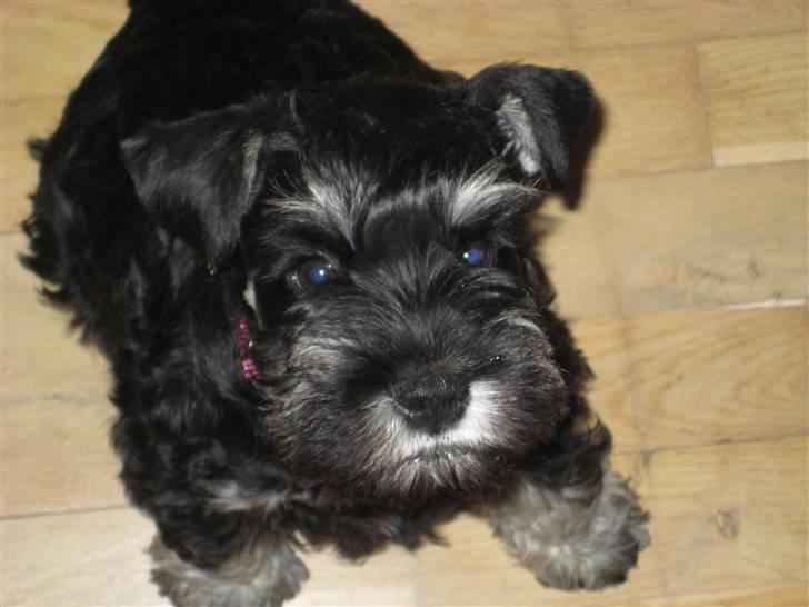 Dvaergschnauzer Augusta - Hej, det er mig der er Augusta billede 1