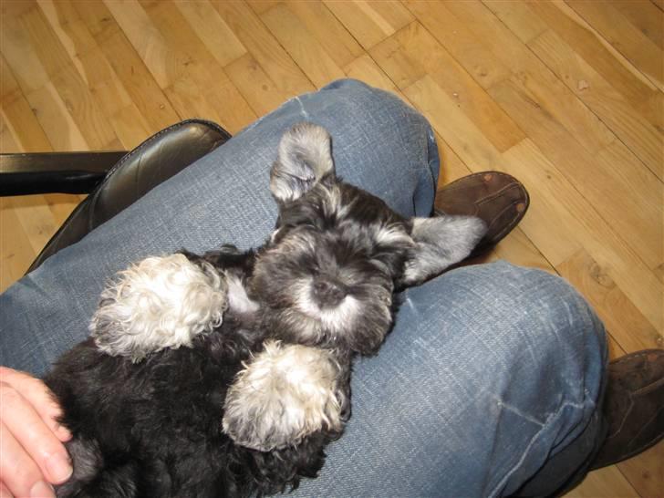 Dvaergschnauzer Augusta - Jeg kan jo godt lide og ligge på ryggen og blive nusset billede 2