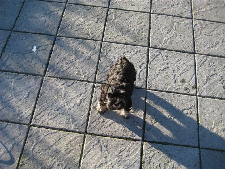 Dvaergschnauzer Augusta - Jeg syntes jo selv jeg er så dygtig til at sige når jeg skal ud og tisse..... billede 3