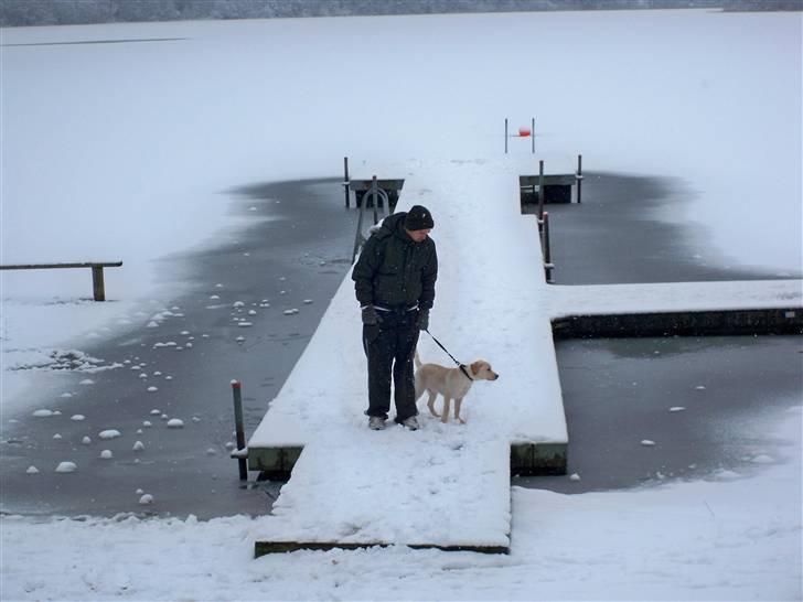 Labrador retriever rico billede 8