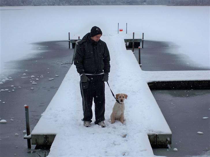 Labrador retriever rico billede 9
