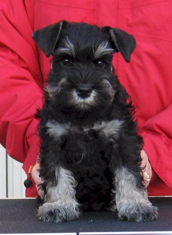 Dvaergschnauzer Augusta - Jeg er jo ikke så gammel endnu, men kan da godt selv se at rødt klæder mig billede 4