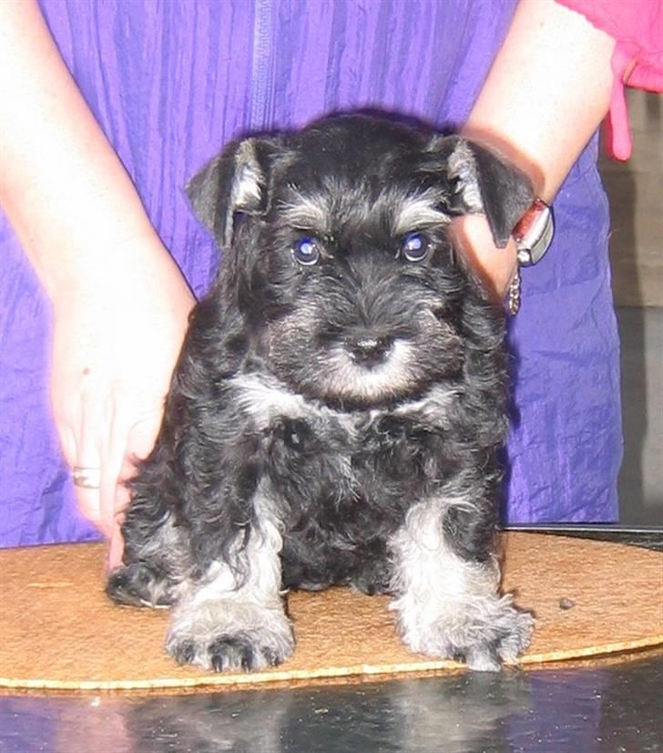 Dvaergschnauzer Augusta billede 5