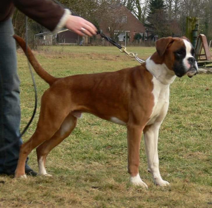 Boxer Jack Sparrow The Fifth El billede 1