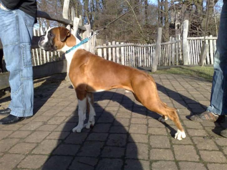 Boxer Jack Sparrow The Fifth El billede 3