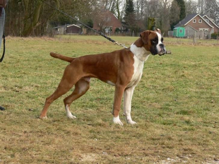 Boxer Jack Sparrow The Fifth El billede 4