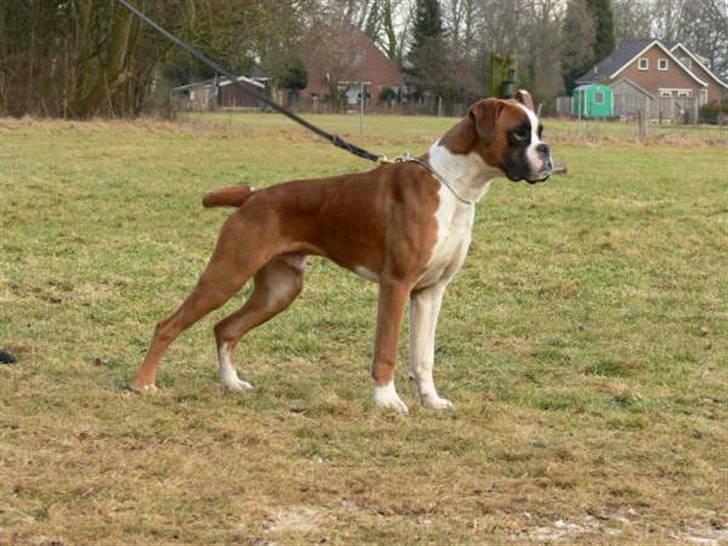 Boxer Jack Sparrow The Fifth El billede 5