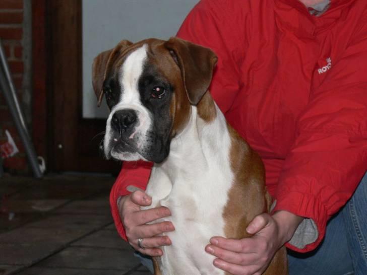 Boxer Jack Sparrow The Fifth El billede 6