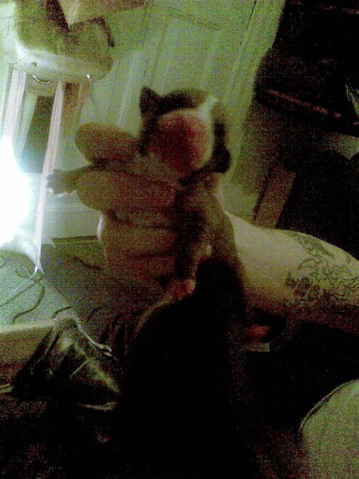 Blanding af racer Trille. - Lille dreng :-) billede 10