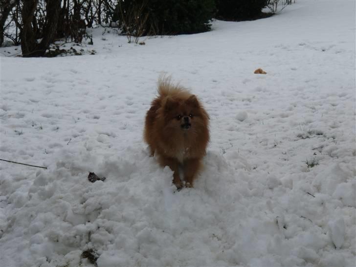 Pomeranian Kashmir - En glad lille dreng i sneen. billede 6