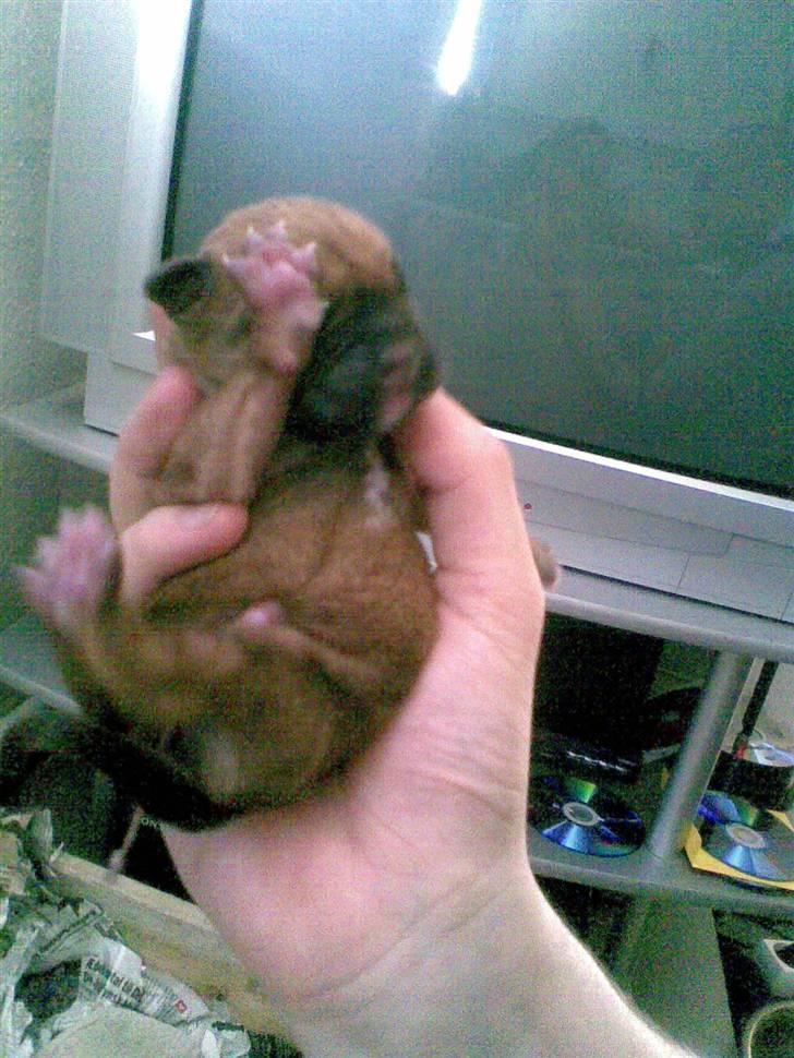 Blanding af racer Trille. - Lille dreng :-) billede 11