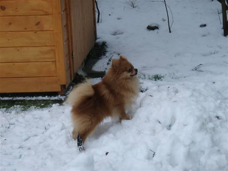 Pomeranian Kashmir - Kashmir på sne"bjerget" billede 7