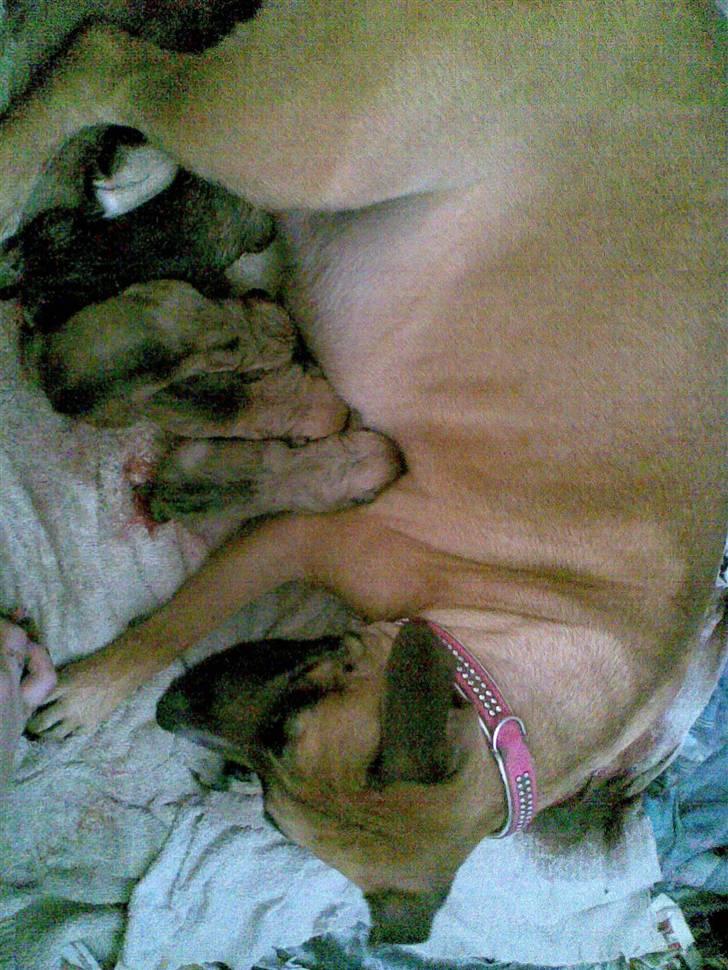 Blanding af racer Trille. - Trille med hendes lille nye babyer :-)  billede 12