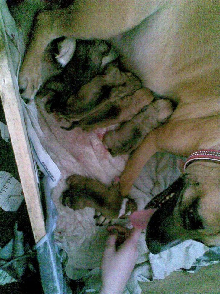 Blanding af racer Trille. billede 13