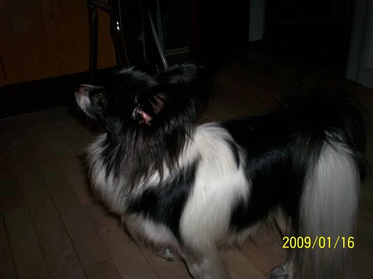 Papillon Gismo billede 14