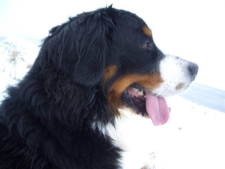 Berner sennenhund Antonio billede 15