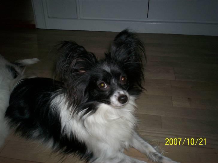 Papillon Gismo billede 16