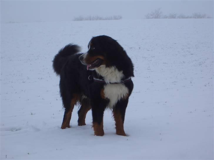 Berner sennenhund Antonio billede 16