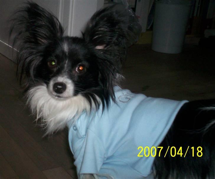 Papillon Gismo - Mor har givet mig bluse på, fordi en stor hun har bidt mig i nakken billede 17