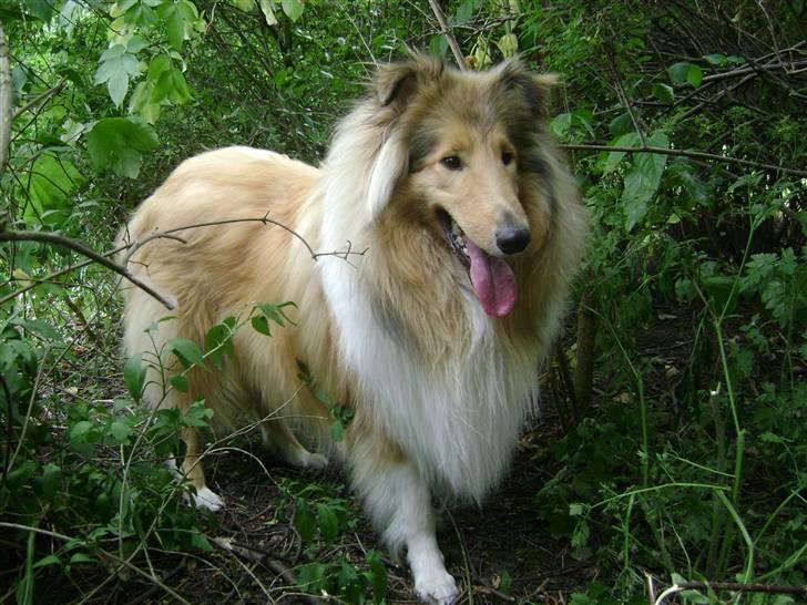 Collie langhåret Zacho - Hej, jeg hedder Zacho og velkommen til min profil... billede 1