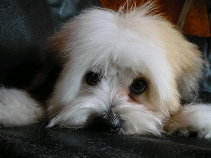 Coton de tulear Coton-land's Whinkie - Hej & velkommen til min profil giv gerne en bedømmelse og en kommentar så blir jeg glad :) billede 1