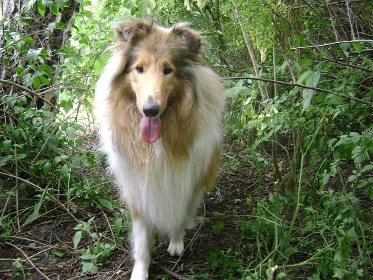 Collie langhåret Zacho - Jeg er på vej til dig, julemand... billede 2