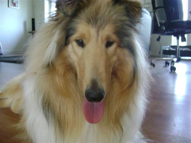Collie langhåret Zacho - Det her er mit hjem billede 3