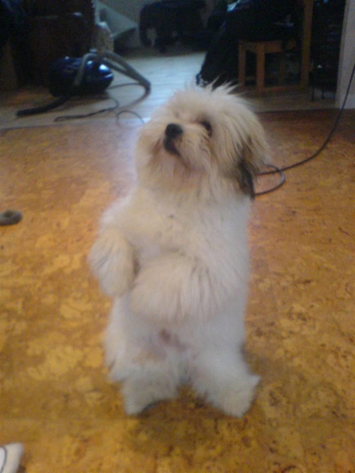 Coton de tulear Coton-land's Whinkie - Her laver jeg et af mine tricks "Sid pænt" billede 2