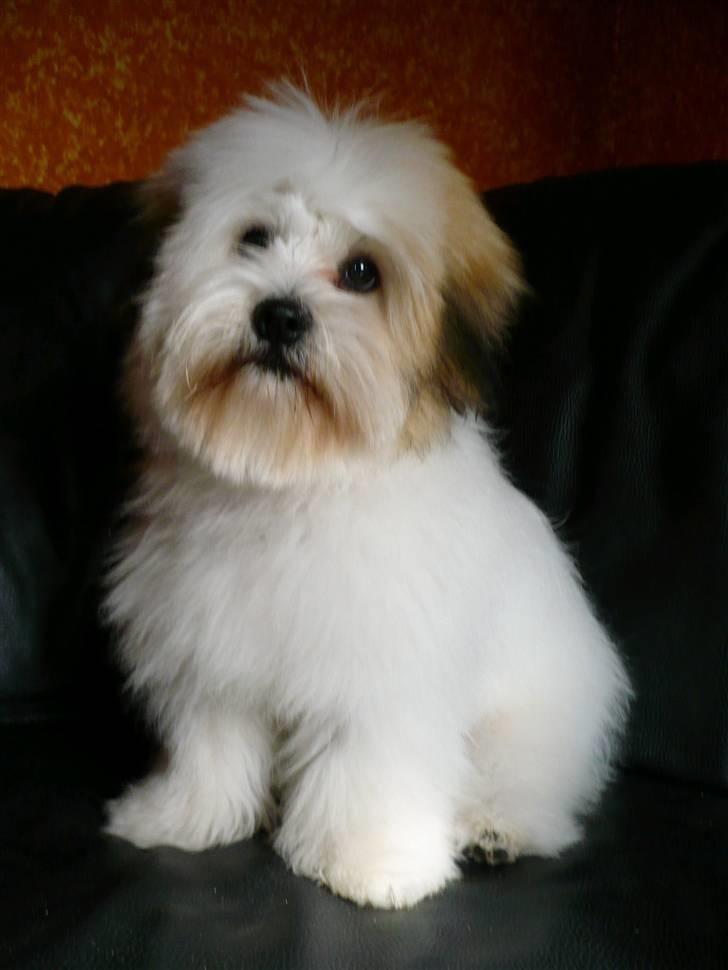 Coton de tulear Coton-land's Whinkie - Søde mig :) billede 3