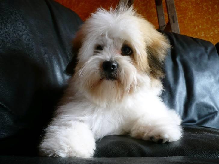 Coton de tulear Coton-land's Whinkie - hvad? :) billede 4
