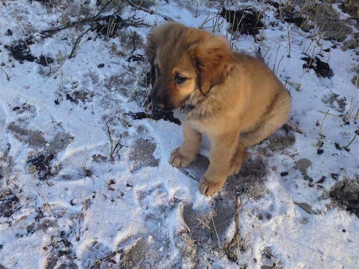 Blanding af racer Lani billede 10