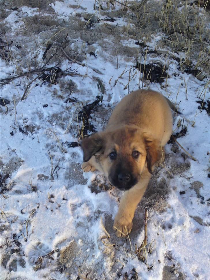 Blanding af racer Lani billede 11