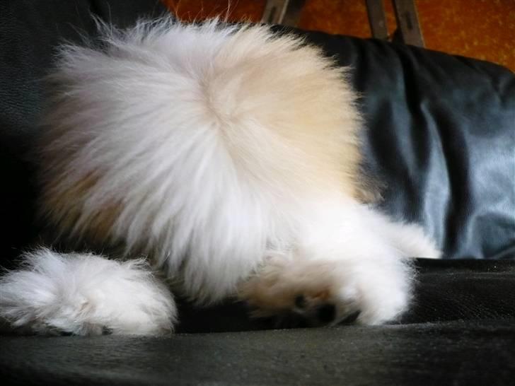 Coton de tulear Coton-land's Whinkie - haha du ka bar ikk se mig! :) billede 5