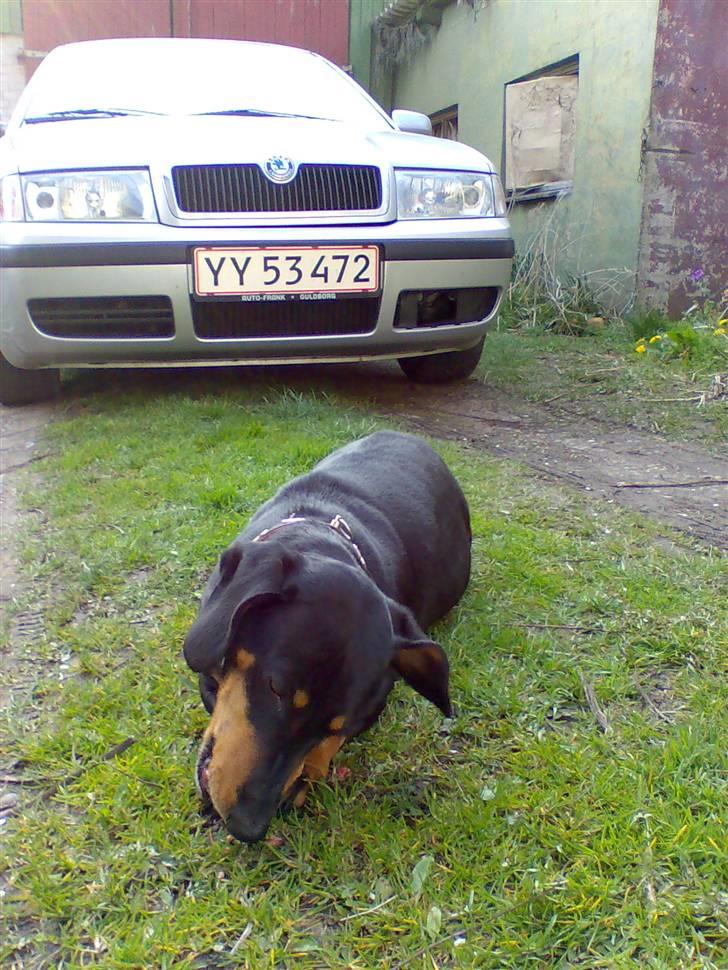 Gravhund Trine - Delle æder :D:D ´ billede 15