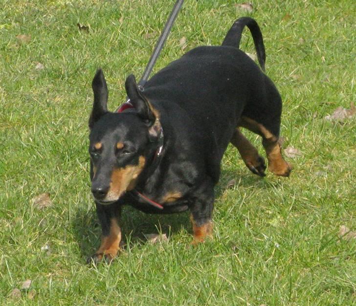 Gravhund Trine - Delle hygger! billede 16