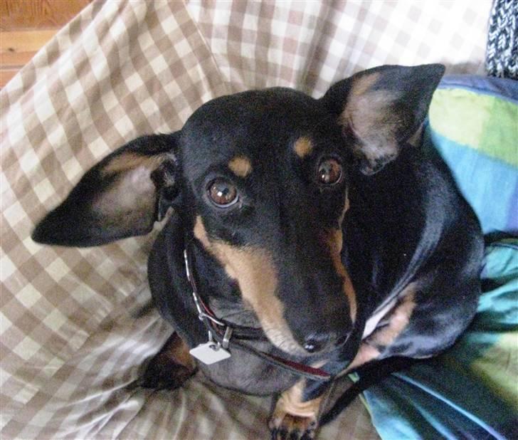 Gravhund Trine - Hund dog! Du har jo flyveøre!! :D:D´ Haha billede 17