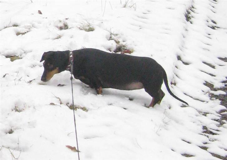 Gravhund Trine - FEDE dyr :D:D´ Hehe´ hun var med på en ridetur i skoven :D billede 18