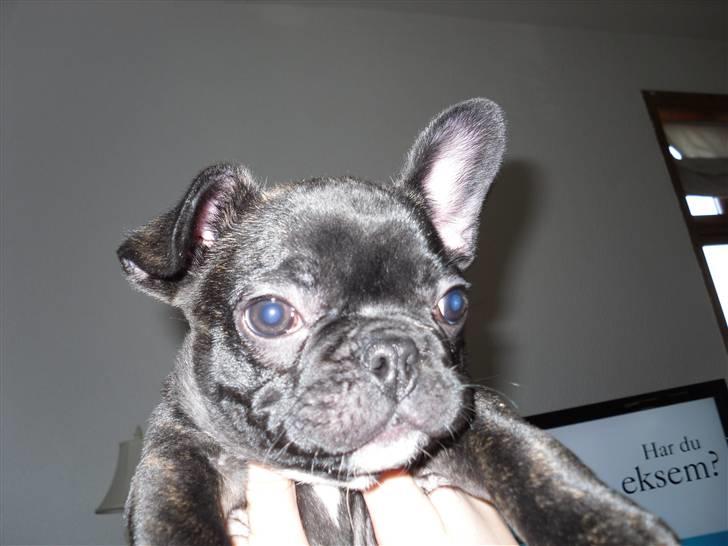 Fransk bulldog Uffe  - Hænger lige lidt ud ;) billede 17