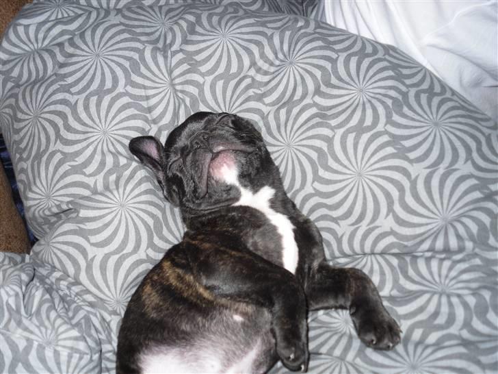 Fransk bulldog Uffe  - Stikket er trukket helt ud.. billede 18