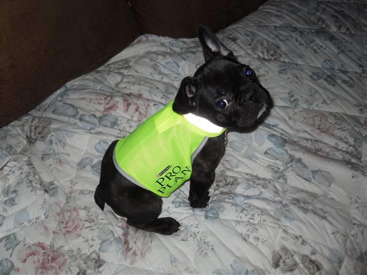 Fransk bulldog Uffe  - Modelhund :) billede 19