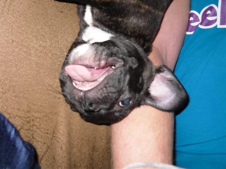 Fransk bulldog Uffe  - Laver ballade igen igen... billede 20