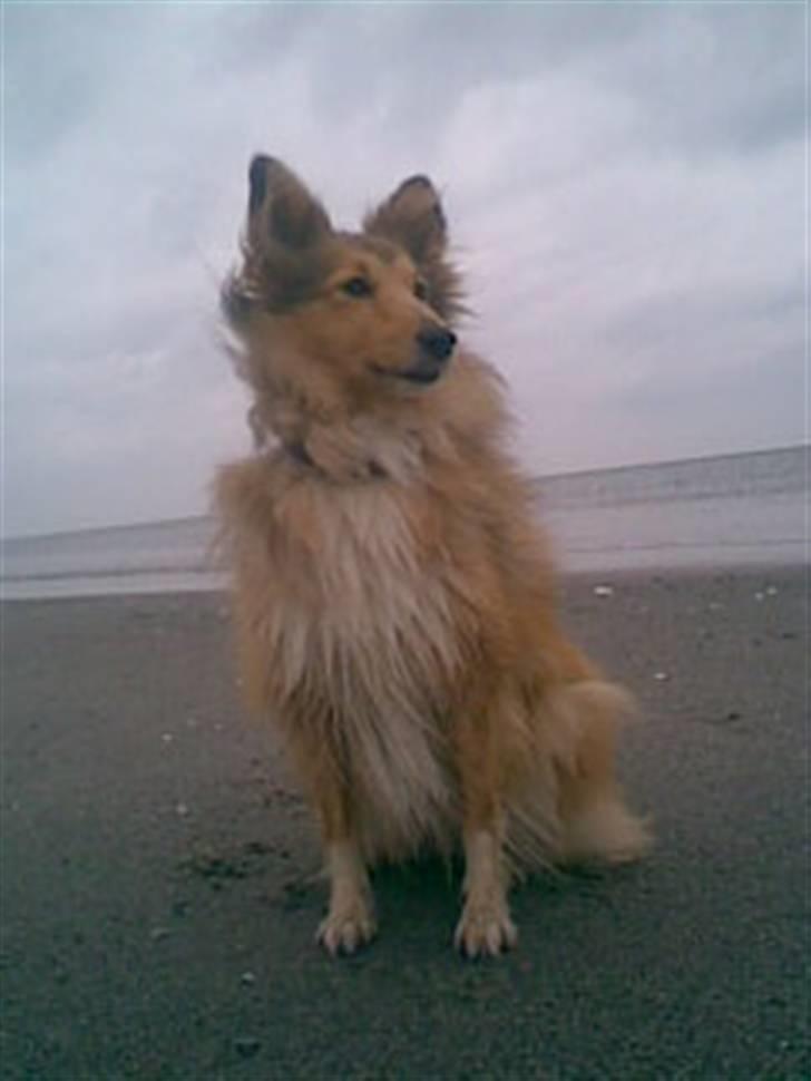 Shetland sheepdog Bia - det altid dejligt at blive lidt våd hi hi billede 6