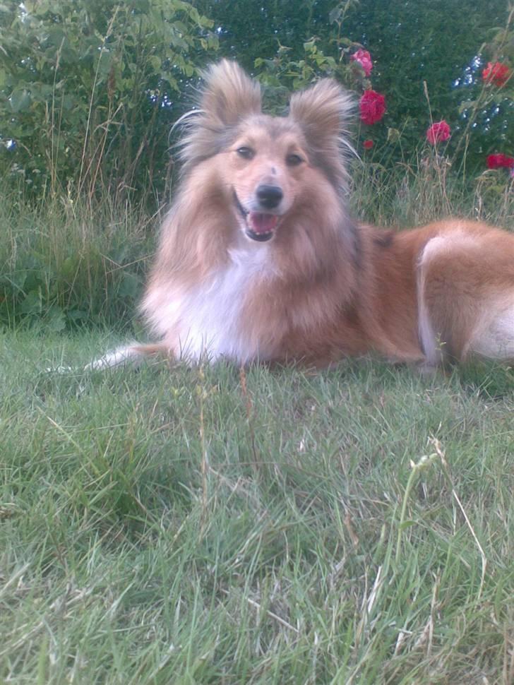 Shetland sheepdog Bia - jeg smiler altid når jeg har legede bold i haven  billede 8