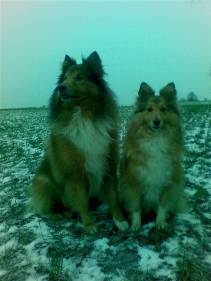 Shetland sheepdog Bia billede 11